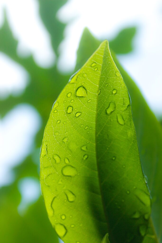 green vine leaf