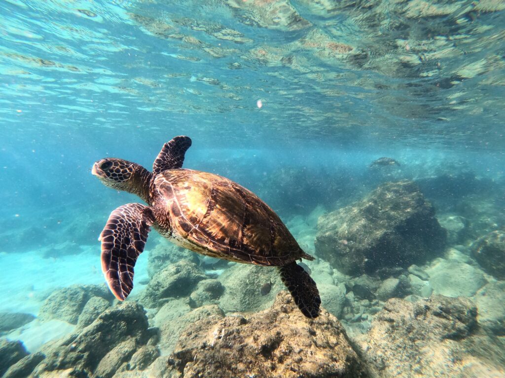 Sea turtle swimming Hawaii